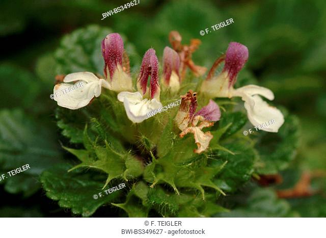 Pyrenean Germander (Teucrium pyrenaicum), blooming