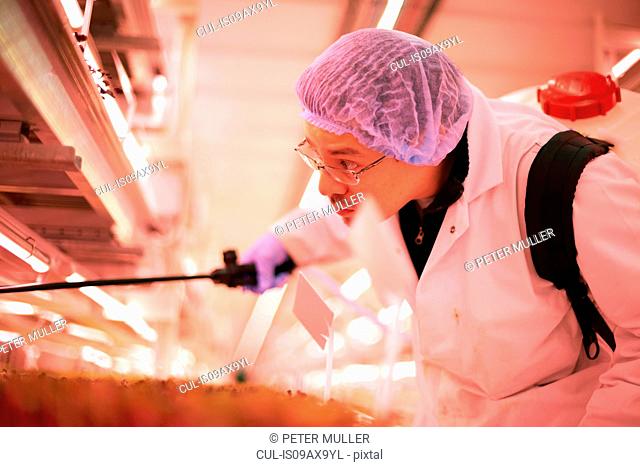 Male worker leaning forward to spray micro greens in underground tunnel nursery, London, UK
