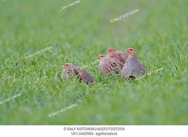 Flock of Grey partridges / Rebhuehner ( Perdix perdix ) sitting in a green in typical pose