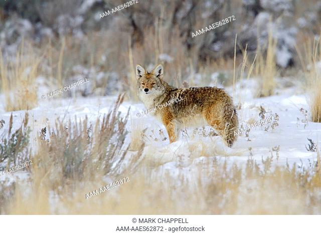 Coyote (Canis Latrans), Utah, Usa