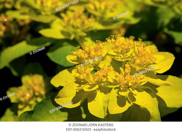 Cushion spurge - Euphorbia epithymoides
