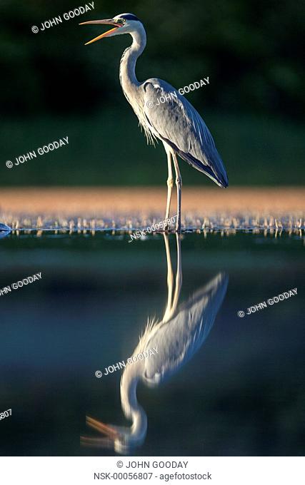 Grey Heron (Ardea cinerea) calling on the edge of a lake, Hungary, Bacs-kiskun, Kiskunsagi National Park
