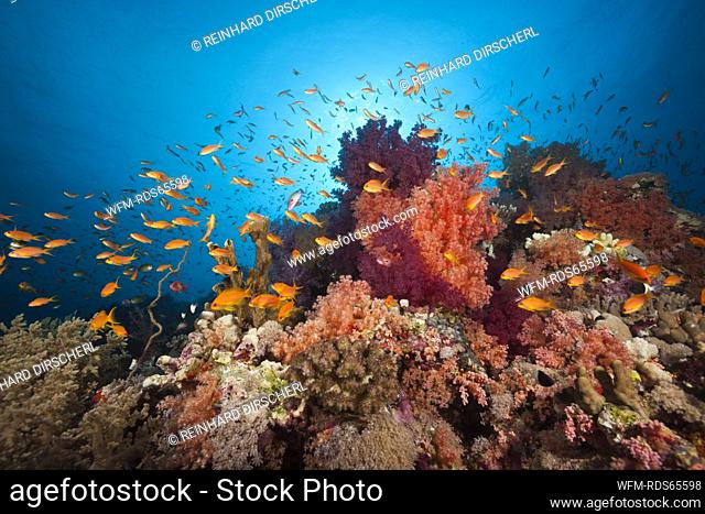 Colored Soft Coral Reef, Red Sea, Ras Mohammed, Egypt