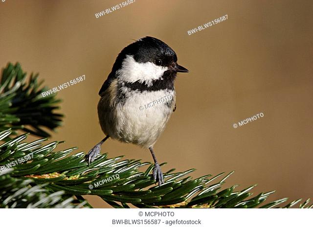 coal tit Parus ater, on fir twig, Germany, Baden-Wuerttemberg