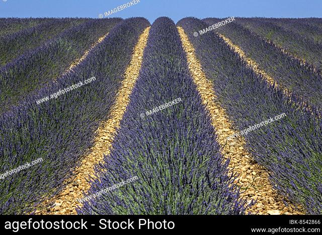 Lavender field, flowering true lavender (Lavandula angustifolia), near Valensole, Provence, Provence-Alpes-Cote d Azur, South of France, France, Europe