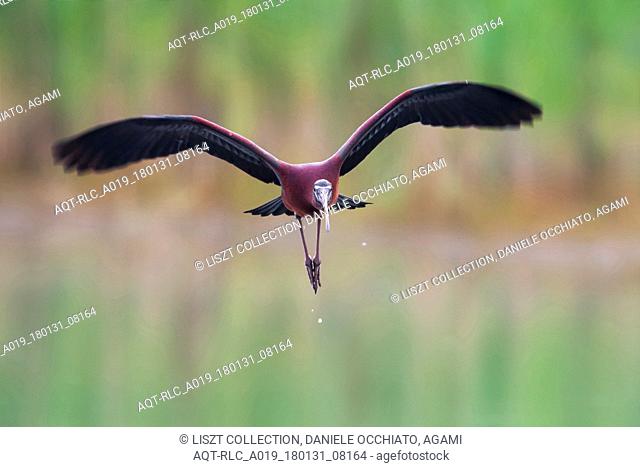 Glossy Ibis in flight, Glossy Ibis, Plegadis falcinellus
