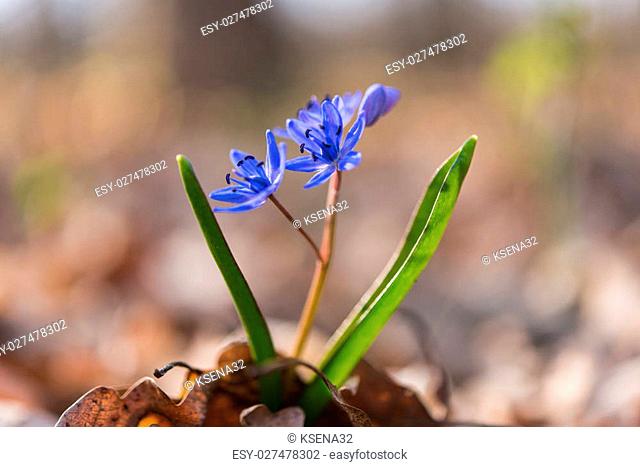 unblown wild growing squill (Scilla bifolia), blue early spring flower