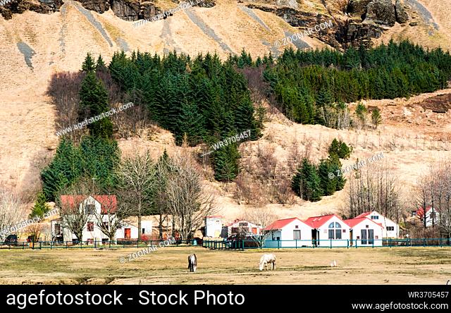 Farm land with warehouses, cottages, horses and pine trees under a volcanic mountain. Icelandic landscape Iceland Europe