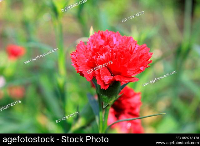 Pink flowers of carnation, or clove , Dianthus caryophyllus 20570