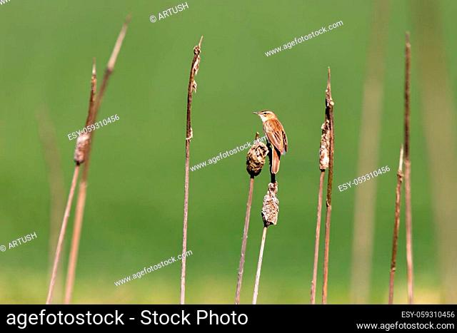 small song bird Sedge warbler (Acrocephalus schoenobaenus) sitting on the reeds. Little songbird in the natural habitat. Spring time
