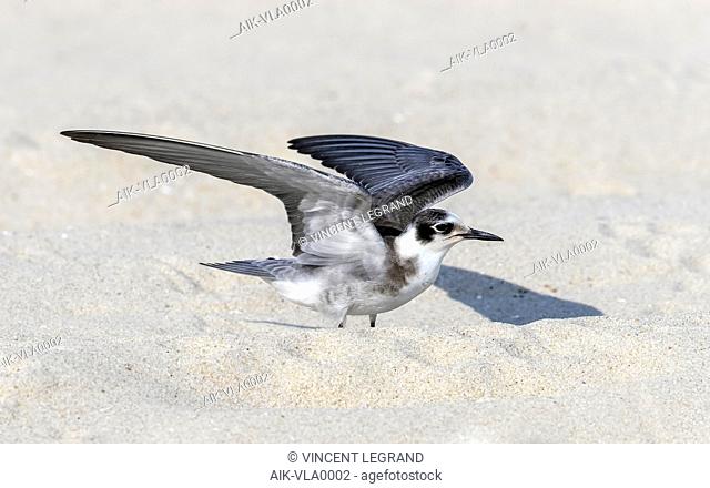 Juvenile American Black Tern flying over Cape May beach in New Jersey, USA. August 25, 2016