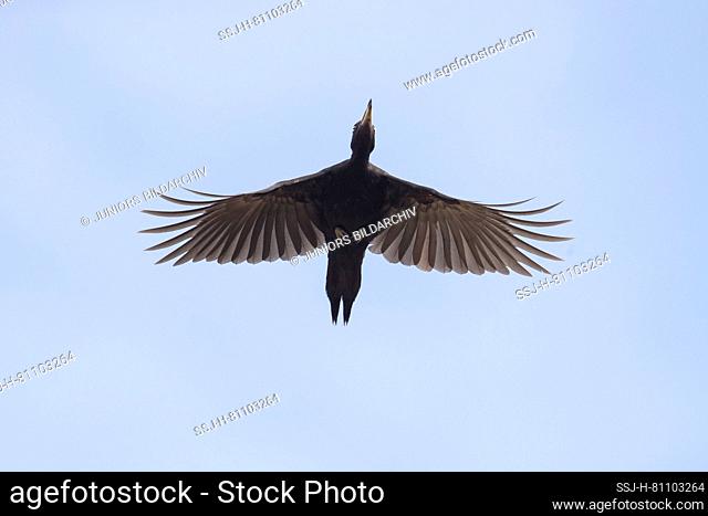 Black Woodpecker (Dryocopus martius) in flight. Germany