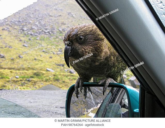 Kea (Nestor notabilis) sitting on car side mirror, Arthur’s Pass National Park, New Zealand | usage worldwide. - /New Zealand