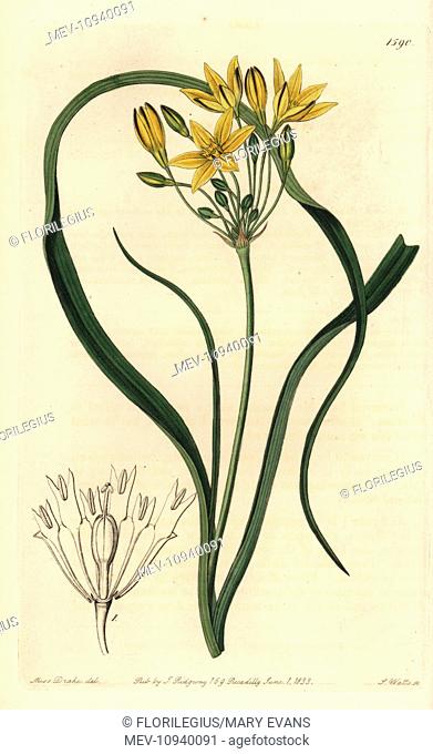 Yellow prettyface, Triteleia ixioides subsp. ixioides. Handcolored copperplate engraving by S. Watts after an illustration by Miss Sarah Drake from Sydenham...
