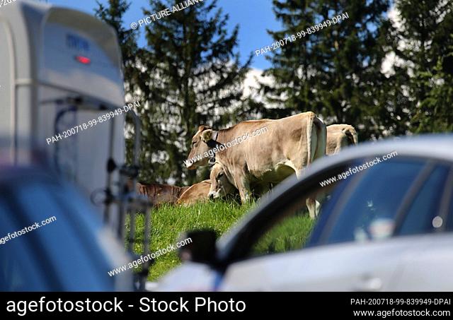 18 July 2020, Bavaria, Rettenberg: Cows graze behind the fully occupied parking lot of Alpe Kammeregg in bright sunshine