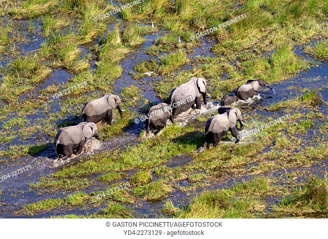 Aerial view of African Elephants (Loxodonta africana), running in the floodplain, Okavango Delta, Botswana. The Okavango Delta is home to a rich array of...