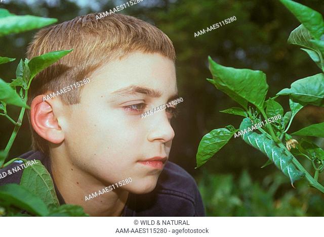 Boy looking at Tobacco Hornworm (Manduca sexta)