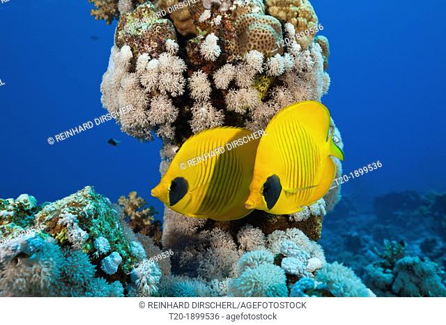 Pair of Masked Butterflyfish, Chaetodon semilarvatus, St  Johns, Red Sea, Egypt