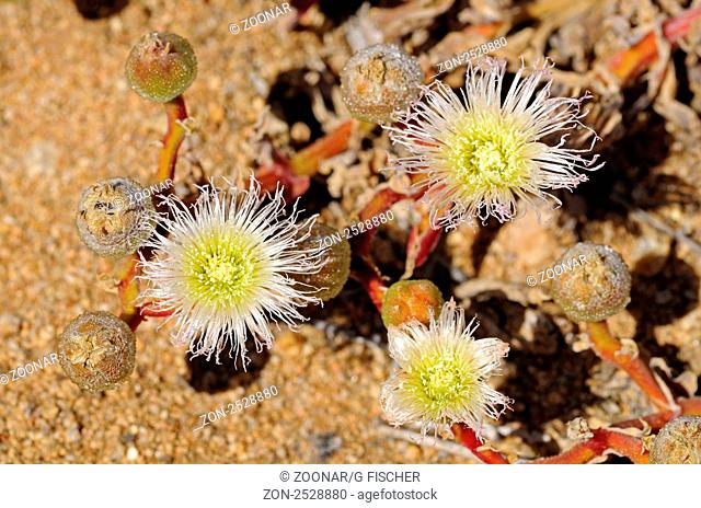Blühende Mesmbryanthemum sp. im Habitat, ice plant, Aizoaceae, Mesembs, Goegap Naturreservat, Namakwaland, Südafrika / Blooming Mesmbryanthemum sp