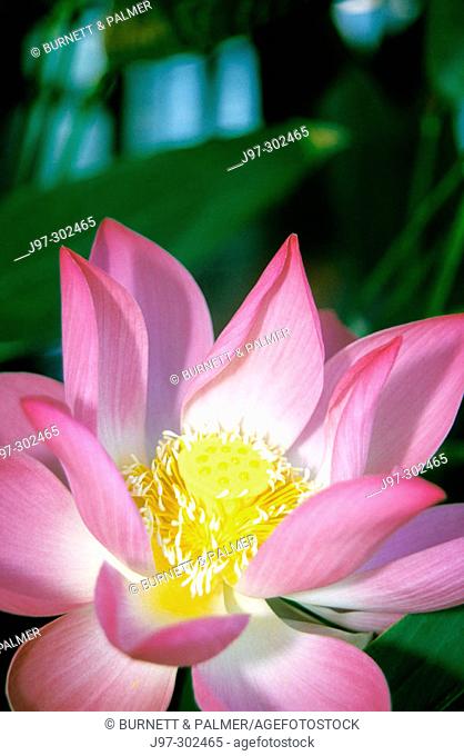 A close up of a pink lotus flower, Nelumbo nucifera, shot in a garden in Legian Beach, Bali, Indonesia