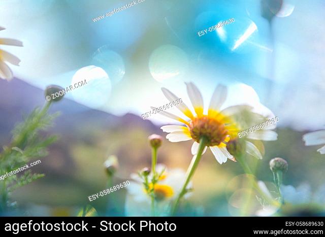 Chamomile meadow in summer time