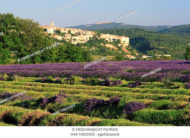 Lavender, France, Europe, Provence, Sault Village, Lavandula angustifolia, Vaucluse Departement, Bloom, Blooming, Fiel