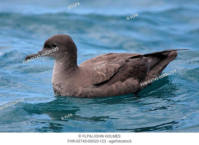 Sooty Shearwater Puffinus griseus adult, swimming at sea, Kaikoura, New Zealand