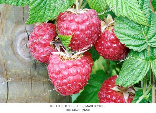 Ripe Raspberry on the bush