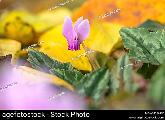 Autumn alpine violet (Cyclamen hederifolium) between colorful autumn foliage, Germany, Hesse
