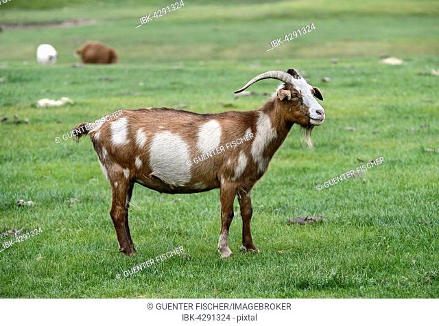 Brown and white cashmere goat, Orkhon Valley, Khangai Nuruu National Park, Övörkhangai Aimag, Mongolia