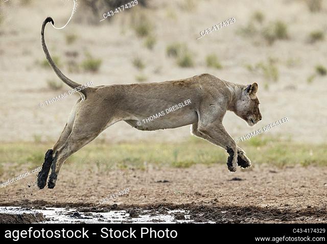Lion (Panthera leo). Female. Jumping over the muddy part of a waterhole. Kalahari Desert, Kgalagadi Transfrontier Park, South Africa
