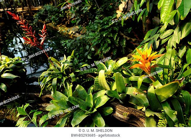 different epiphytic bromeliads