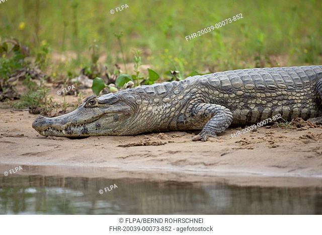 Paraguayan Caiman Caiman yacare adult, resting on riverbank, Pantanal, Mato Grosso, Brazil