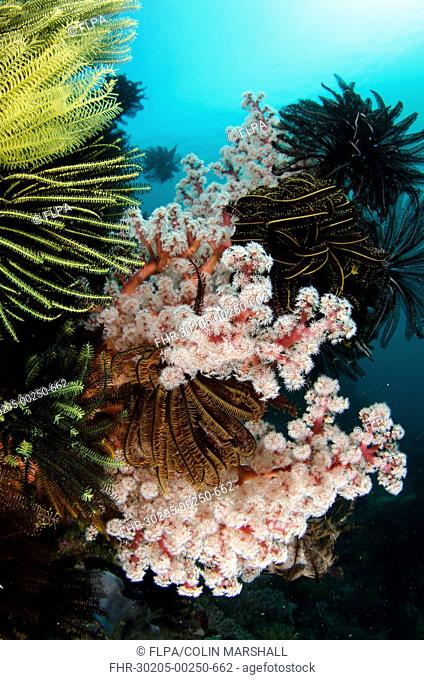 Soft red Divaricate Tree Coral (Dendronephthya sp.) and crinoids in reef habitat, Horseshoe Bay, Nusa Kode, Rinca Island, Komodo N.P