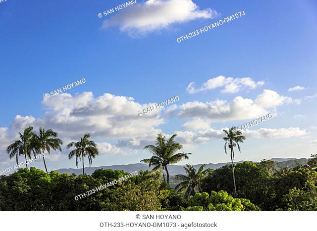 Palm trees and clouds, Tumon Bay, Guam, USA
