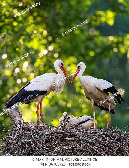 White Stork (Ciconia ciconia) breeding pair standing on nest with two chicks, Baden-Wuerttemberg, Germany | usage worldwide