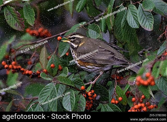 Redwing-Turdus iliacus feeds on Cotoneaster berries in snow