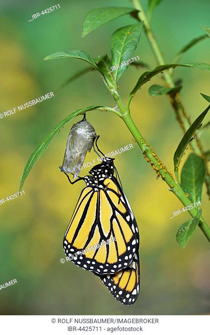 Monarch (Danaus plexippus), butterfly emerging from chrysalis on Tropical milkweed (Asclepias curassavica) wings unfolding, serie, Hill Country, Texas, USA