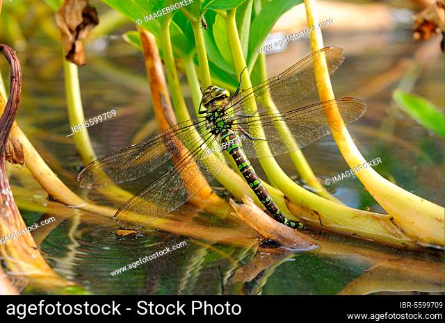 Southern southern hawker (Aeshna cyanea) adult female, laying eggs in the stem of bog bean (Menyanthes trifoliata), Oxfordshire, England, United Kingdom, Europe