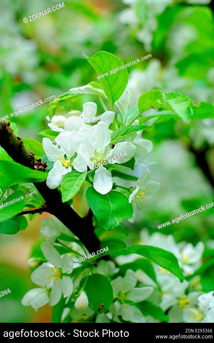 White flowers of an apple tree in Fulda, Hessen, Germany