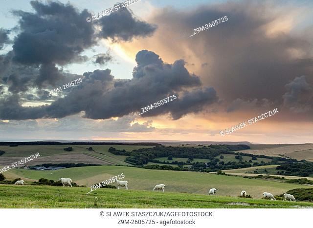 Sheep in South Downs National Park near Eastbourne, East Sussex, England. Summer evening