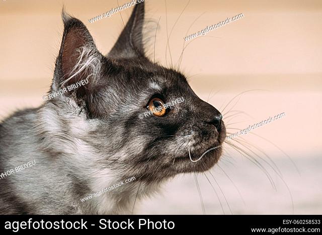 Funny Curious Black Silver Tabby Maine Coon Cat Close Up Portrait. Coon Cat, Maine Cat, Maine Shag. Amazing Pets Pet. Isolated Background