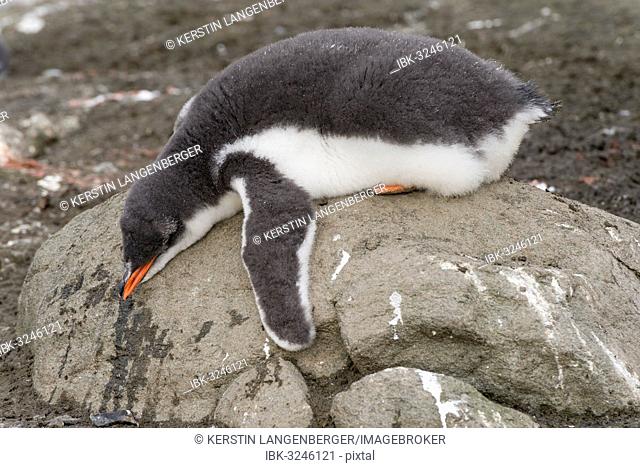 Gentoo Penguin (Pygoscelis papua) chick in downy feathers, asleep, cooling off, Barrientos Island, Aitcho Islands, Südliche Shetlandinseln, Antarctica