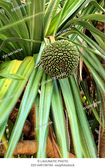 Fruit grows on a screwpine tree Pandanus utilis in Southern Florida but it is native to Madagascar