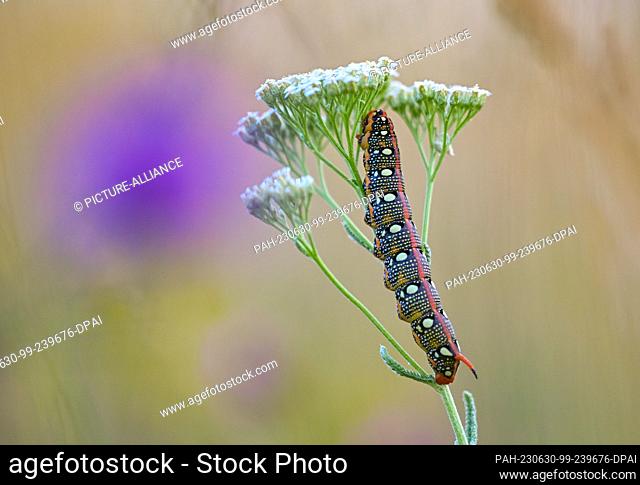 29 June 2023, Brandenburg, Carzig: A caterpillar of the spurge hawk moth (Hyles euphorbiae) is seen in a meadow on the edge of the Oderbruch