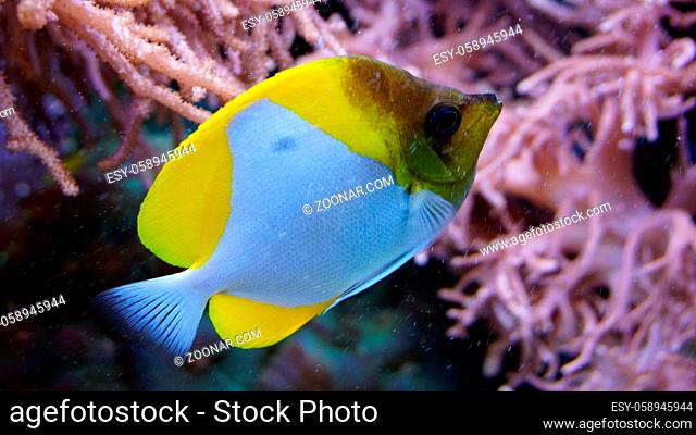 Coral reef fish swimming in front of anemones corals Traveling Germany