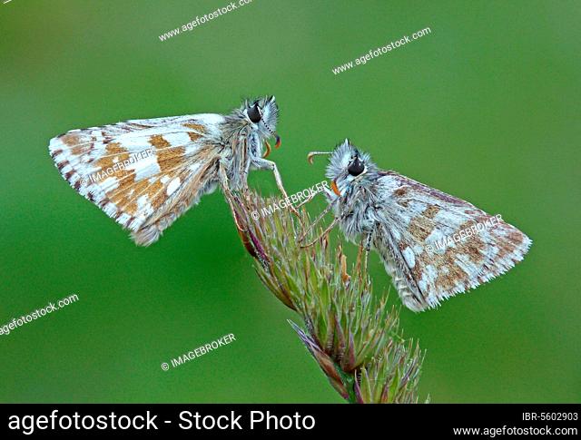 Olive skipper (Pyrgus serratulae), Black Brown Cube Hawk, Other animals, Insects, Butterflies, Animals, Olive Skipper two adults, resti