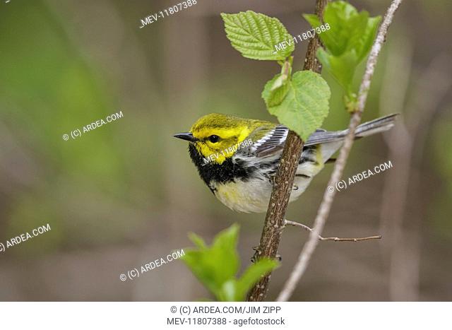 Black-throated Green Warbler Dendroica virens on territory in Connecticut forest in May USA Black-throated Green Warbler in Connecticut forest in spring