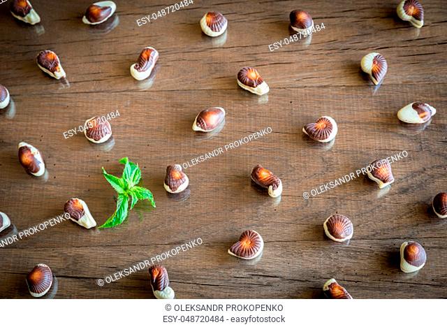 Seashells chocolates