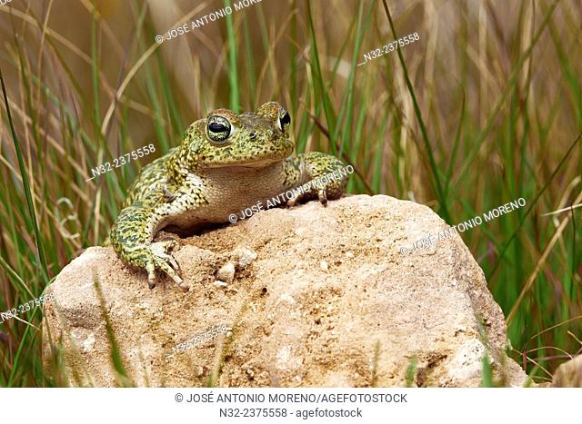 Sapo Corredor, Natterjack Toad, Bufo calamita, Benalmadena, Malaga, Andalusia, Spain